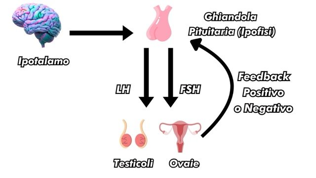 Menopausa: cosa succede al corpo femminile e come gestire i sintomi 2 ciclo mestruale 7 Medium
