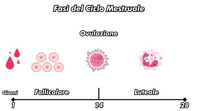 Menopausa: cosa succede al corpo femminile e come gestire i sintomi 3 fasi ciclo mestruale 3 Medium